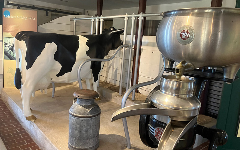 Cow in Milking Parlor